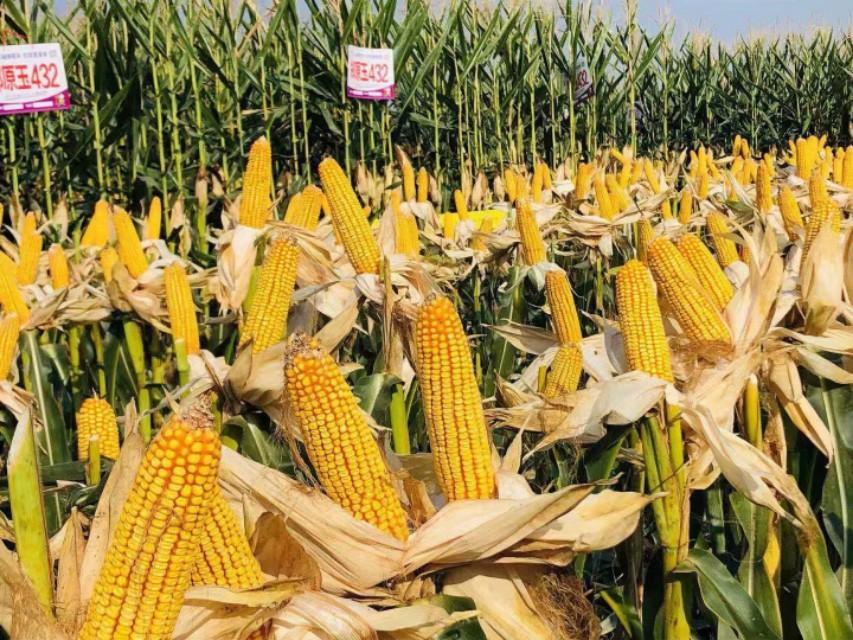 新疆之行，心之所向的深度感悟